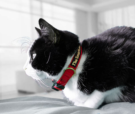 Anti-Shedding Cat Collar