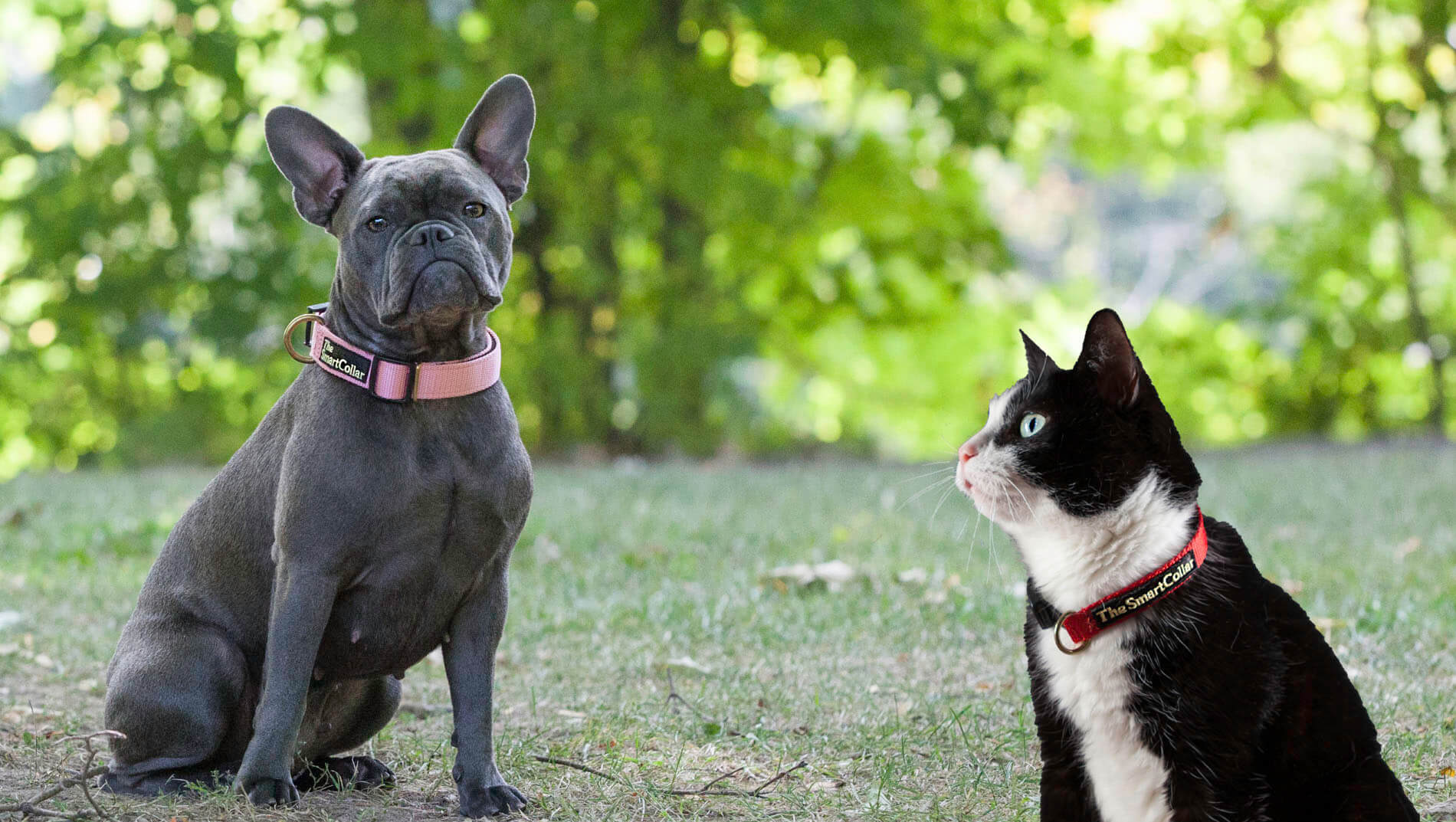 The Smart Collar - Magnet Therapy Dog & Cat Collar for a Healthy Pet